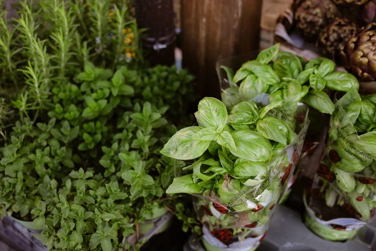 Fresh basil, rosemary and mint plants displayed at a market