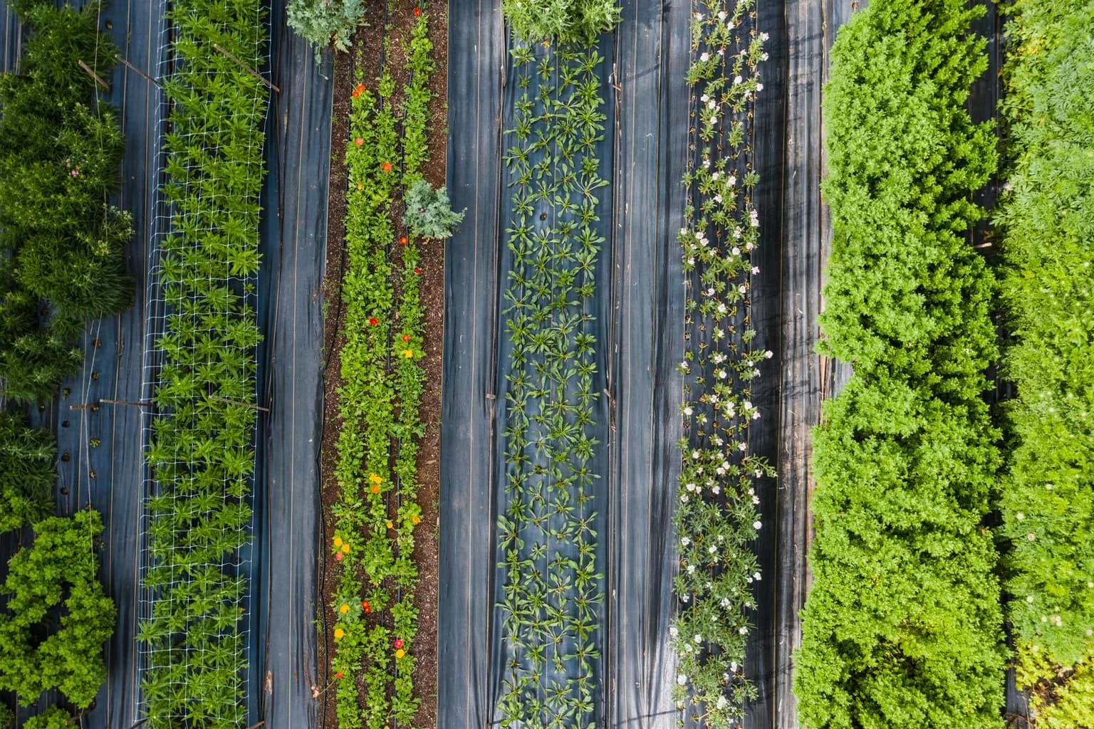 Aerial view of cultivated green crop rows and paths