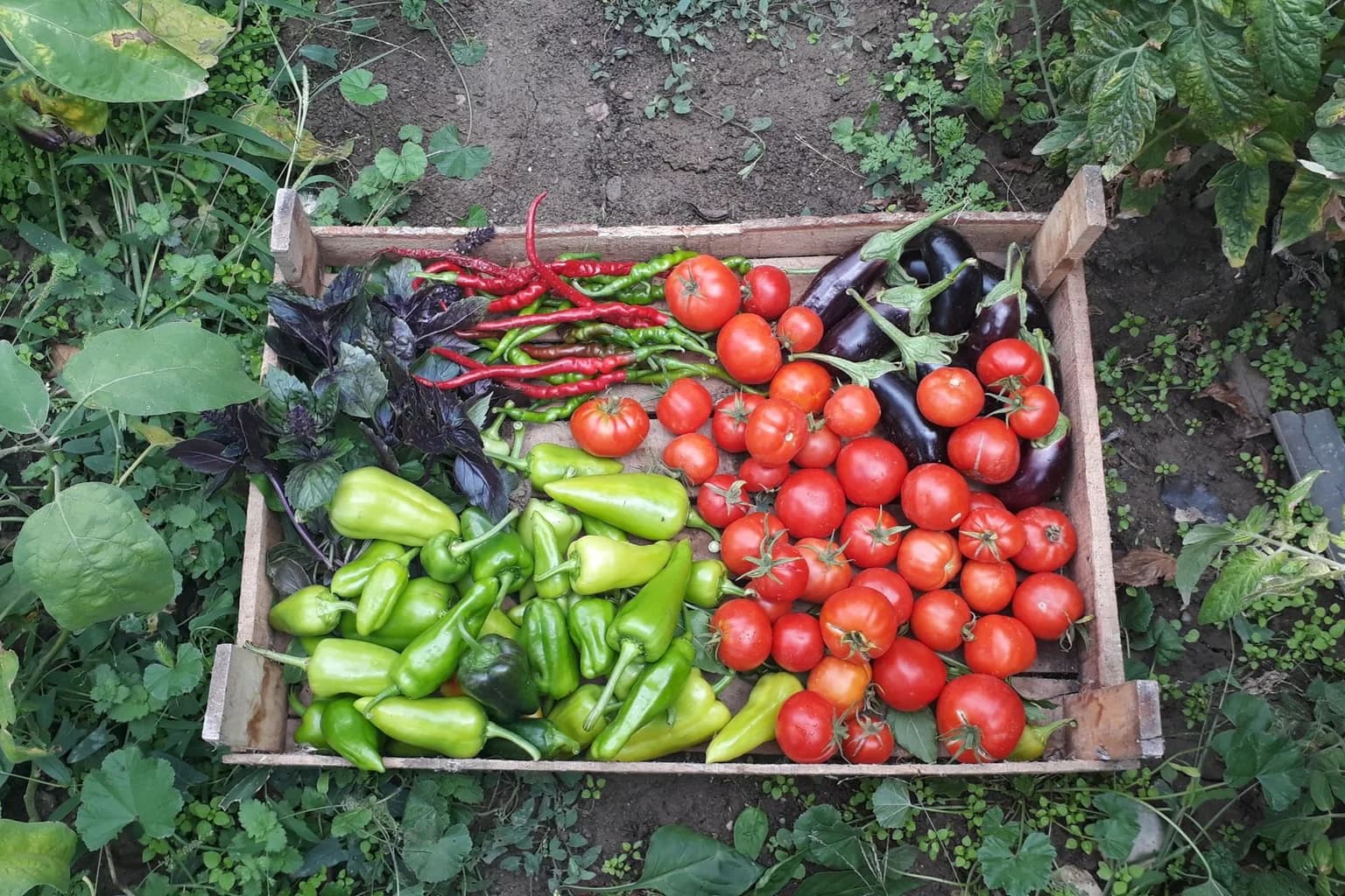 Fresh tomatoes, peppers, eggplant and basil in a wooden harvest crate
