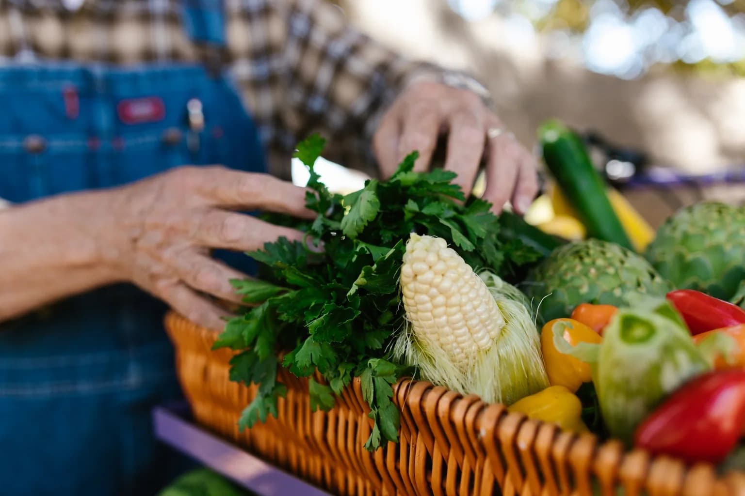 Hands arranging corn, peppers and leafy herbs in a harvest basket