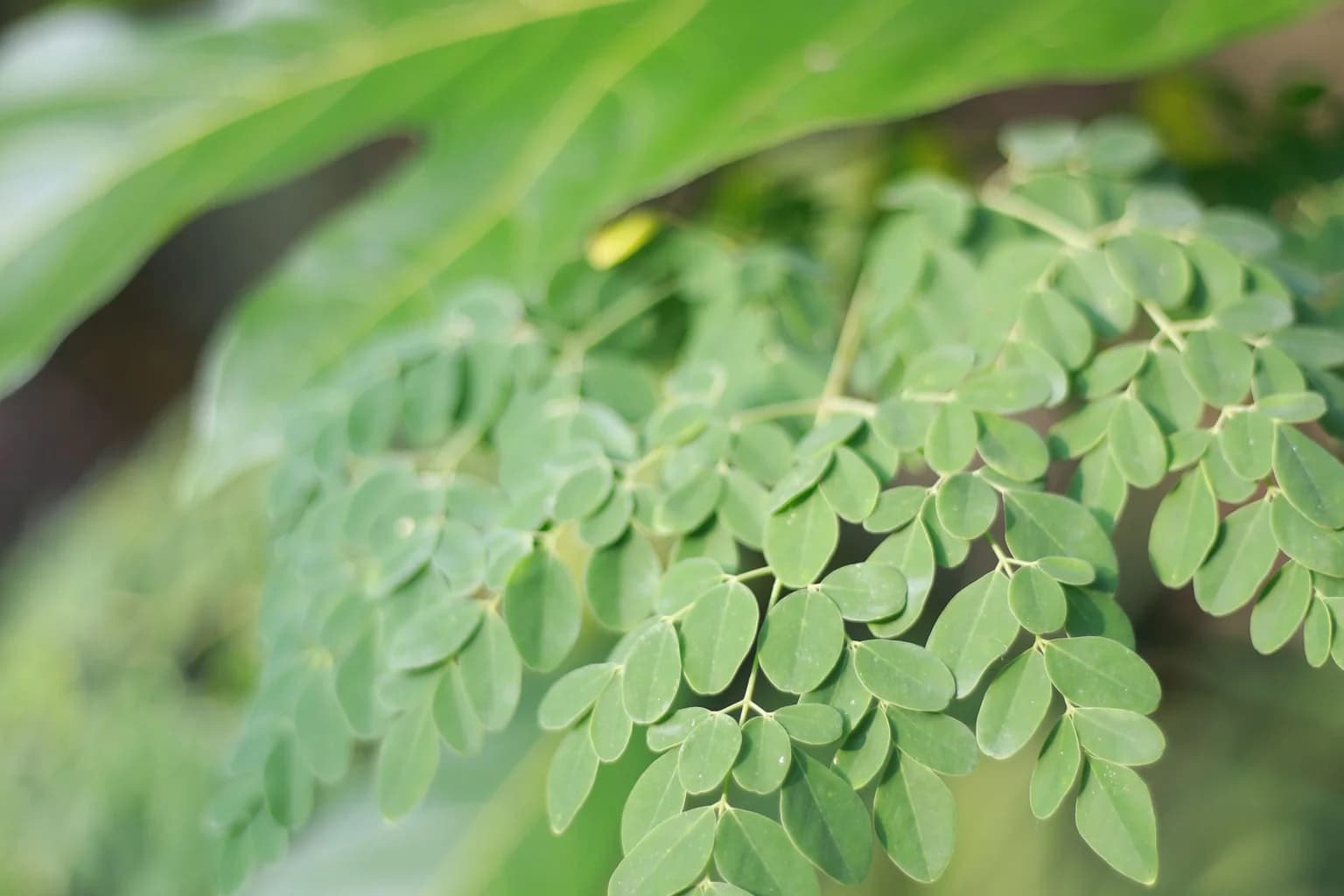 Fresh green moringa leaf branches growing outdoors