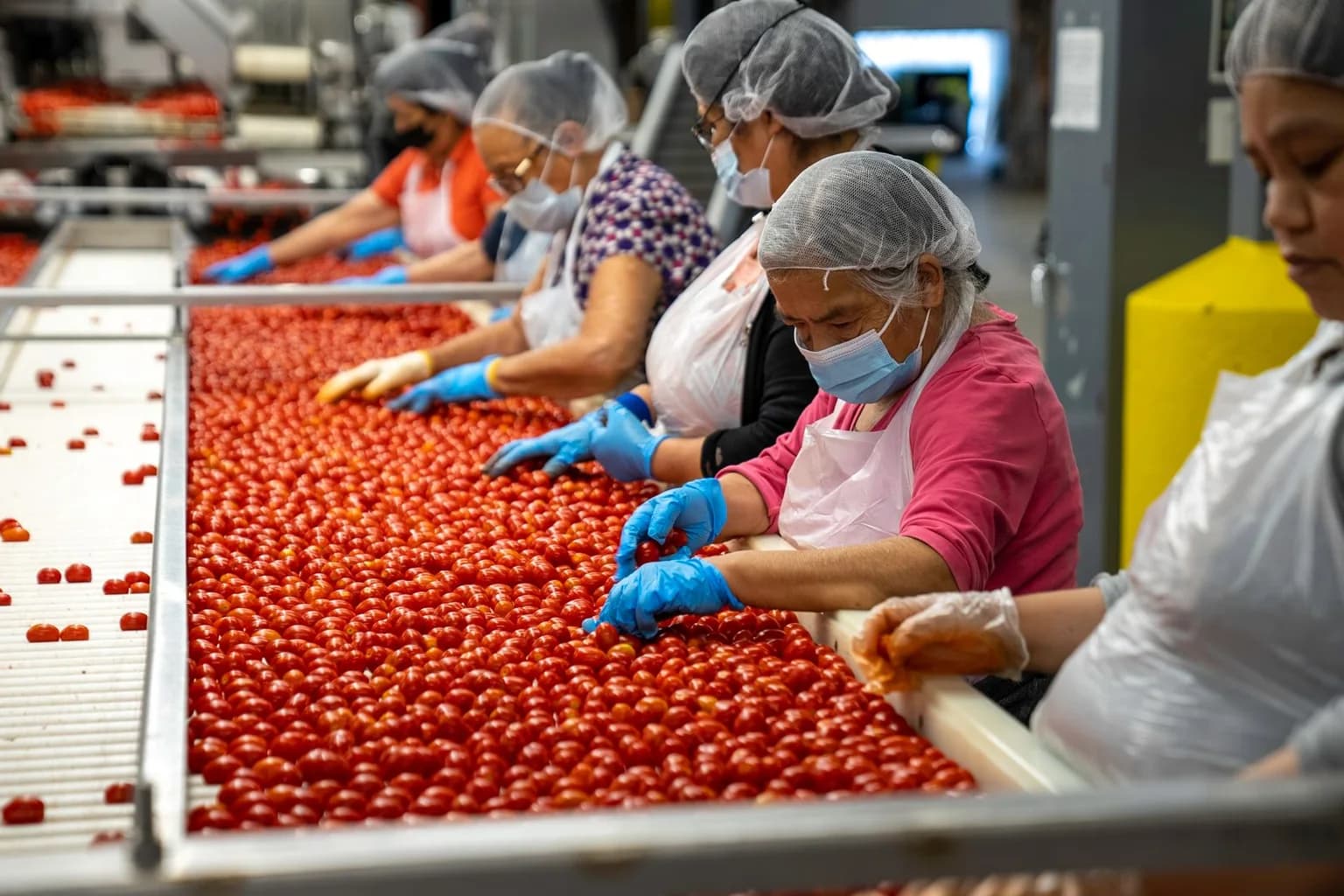 Workers wearing gloves and hair covers sorting cherry tomatoes on a production line